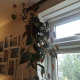 Alfreda S review photo