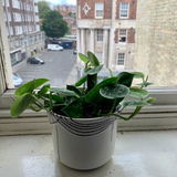 Mossie C review photo