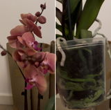 magda review photo