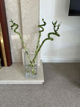 Symin review photo