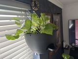 Epipremnum Pinnatum, Marble Queen Money Plant, Pothos, Devils Ivy Trailing Houseplant