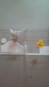 Skkedaionline review photo