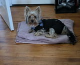 Yessie review photo