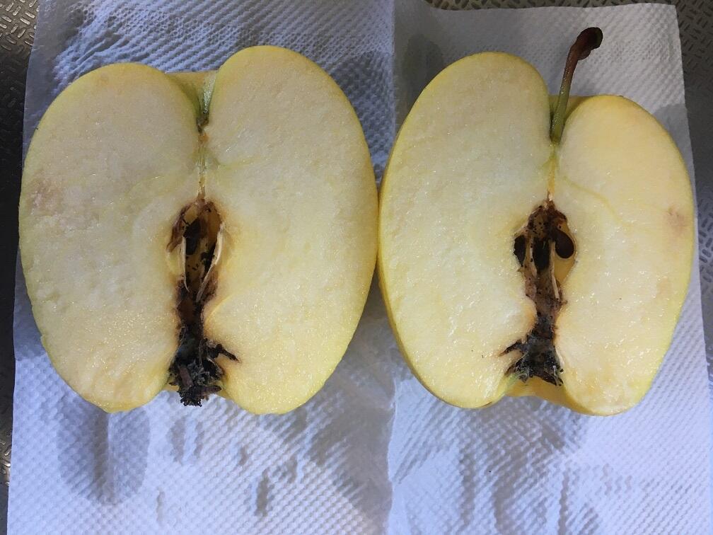 青森りんご定期便 2.3kg 隔月6回コース | りんご通販 | 青森りんご
