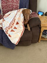 California Vizsla owner review photo