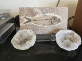 Red Stone Fossils 