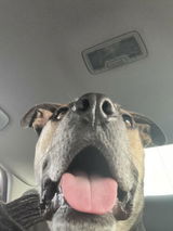Customer review photo