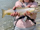 Wendi Rabatin review photo