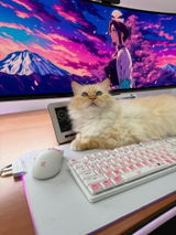 Katakombcat review photo