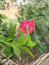 Rohit yadav review photo