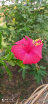 Rohit yadav review photo