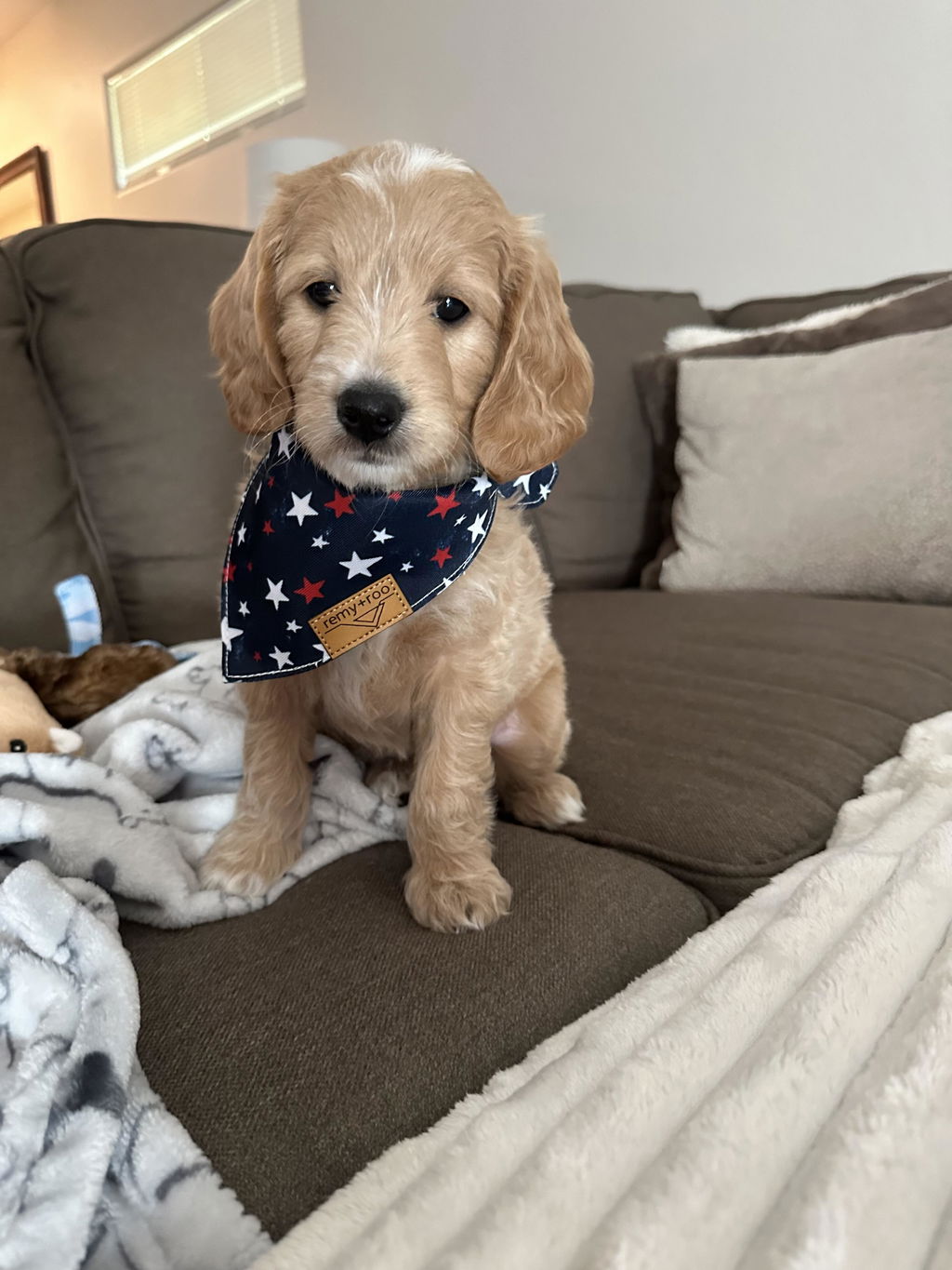 Stars+Stripes
