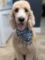 Carol the Service Dog review photo
