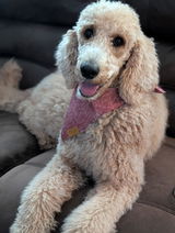Carol the Service Dog review photo