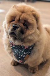 maddiethechow review photo