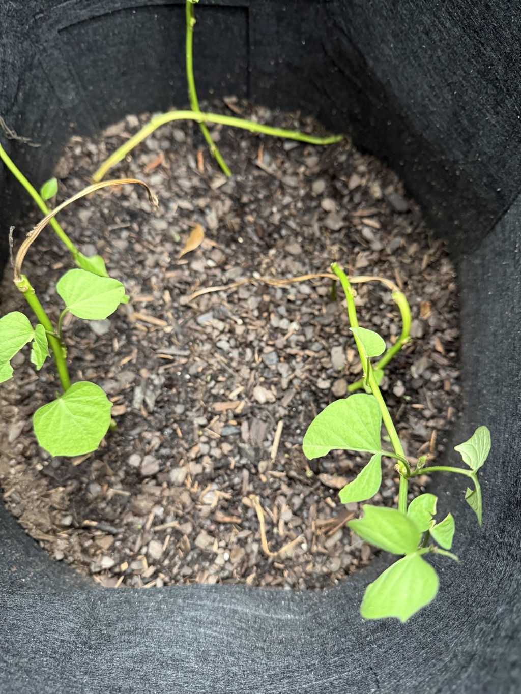 Red Japanese' Sweet Potato Plants – Renee's Garden