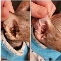 4-ALL PETS EAR CLEANING DROPS