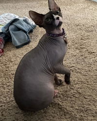 4-HAIRLESS PETS PETS REGULAR SHAMPOO