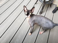 4-HAIRLESS PETS *CAT SENSITIVE KIT