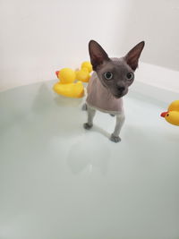 4-HAIRLESS  PETS *CAT REGULAR KIT
