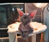 4-HAIRLESS PETS REGULAR WATERLESS SHAMPOO