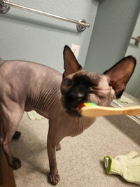 4-HAIRLESS  PETS *CAT REGULAR KIT