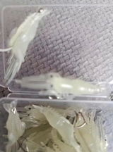 Diego review photo
