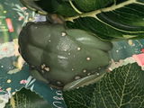 Holly review photo