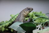 renegade reptiles review photo