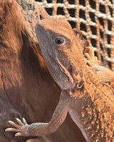 LizardLover review photo