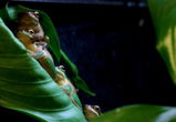 Mt Tamborine Glow Worms review photo