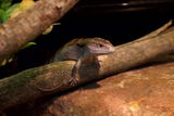 Mt Tamborine Glow Worms review photo