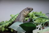 robert mckie ( Renegade Reptiles) review photo