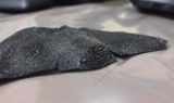 Fadi A. review photo