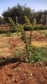 Ghassan H. review photo