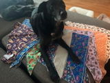Bandana Buddies Subscription