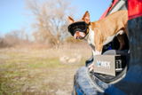 Alf &.A. review photo