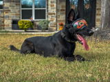 Brandon P. review photo