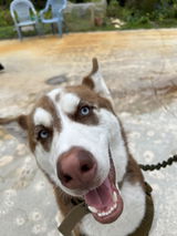 Inga and her husky review photo
