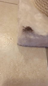 Michele Rossi review photo