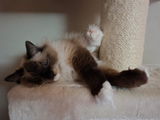 Rosi review photo