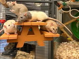 Buyer photo of Rat Picnic Bench Food Bowl