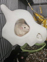 Buyer photo of Gothic Skull Rat Hide & Hanging Nest