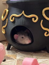 Buyer photo of Witch Cauldron Rat Hide