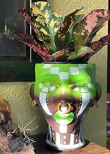 Buyer photo of African Head Planter
