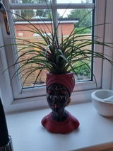 Buyer photo of Afro Woman Head Planter