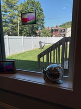Buyer photo of The Slow Dancer - Disco Snail Sculpture