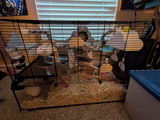 Buyer photo of Cloud Rat Cage Shelves & Hideaway Set