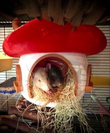 Buyer photo of Fairy Mushroom Rat Cage Accessory Kit