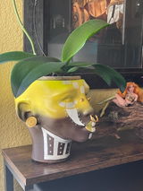 Buyer photo of African Head Planter